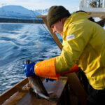 México refuerza su papel clave en importación de bacalao noruego