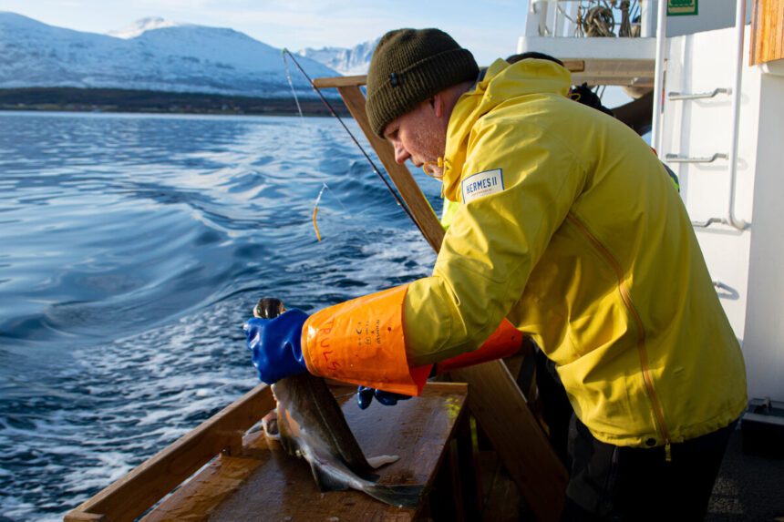 México refuerza su papel clave en importación de bacalao noruego