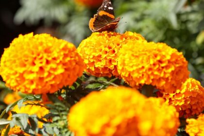Cempasúchil generará $100 millones en Puebla por Día de Muertos